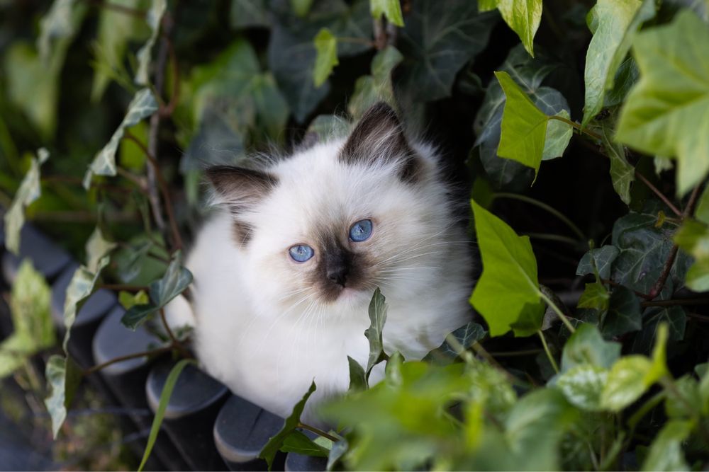 Ragdoll kocurek z świetnym charakterem