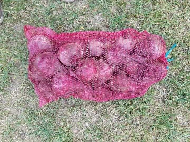 Buraczki buraki młode