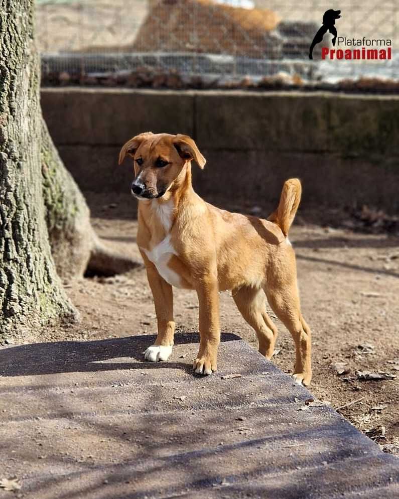 ANDIE - Cãozinho jovem para adoção!