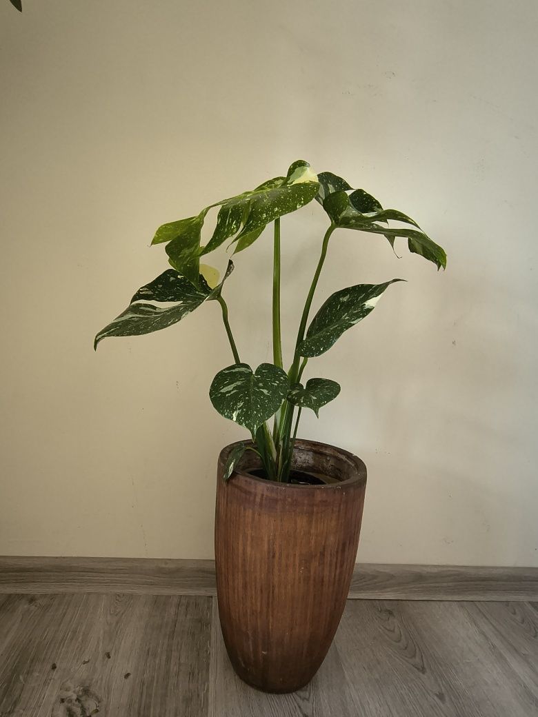 Monstera Variegata 50 cm