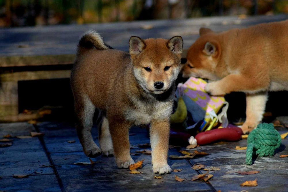 Suczka shiba z rodowodem ZKwP po Championach z japońskim pochodzeniem
