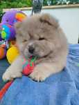 Chow chow FCI cynamonowy piesek