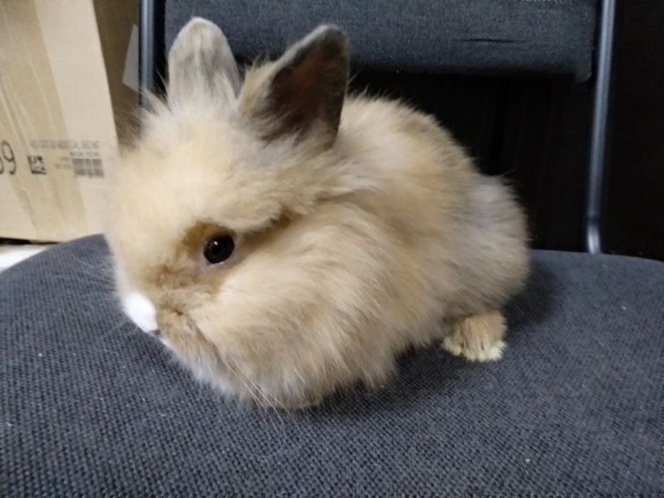 Львиноголовые кролики-настоящий маленький лев