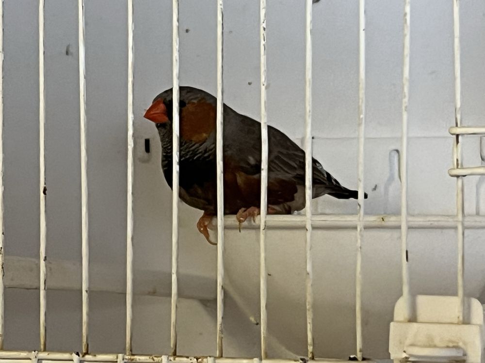 Mandarins gigantes casal