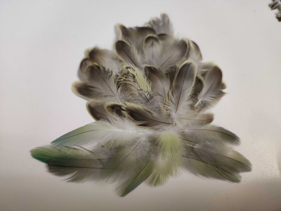 Пір’я хвилястого папуги. 500 шт., сережки з пір'я