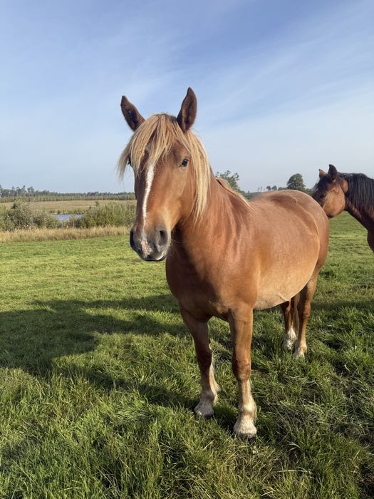Klacz typ pogrubiony źrebna