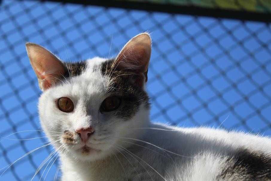 088939 Cezik do adopcji.