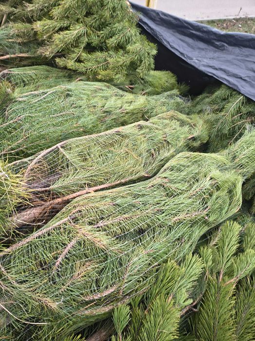 Сосна кримська місто Дніпро опт роздріб