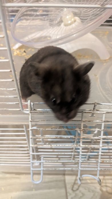 Chomik razem z klatką