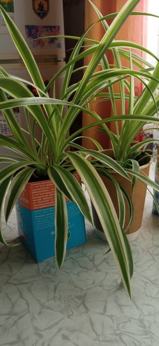 Хлорофітуми молоді.