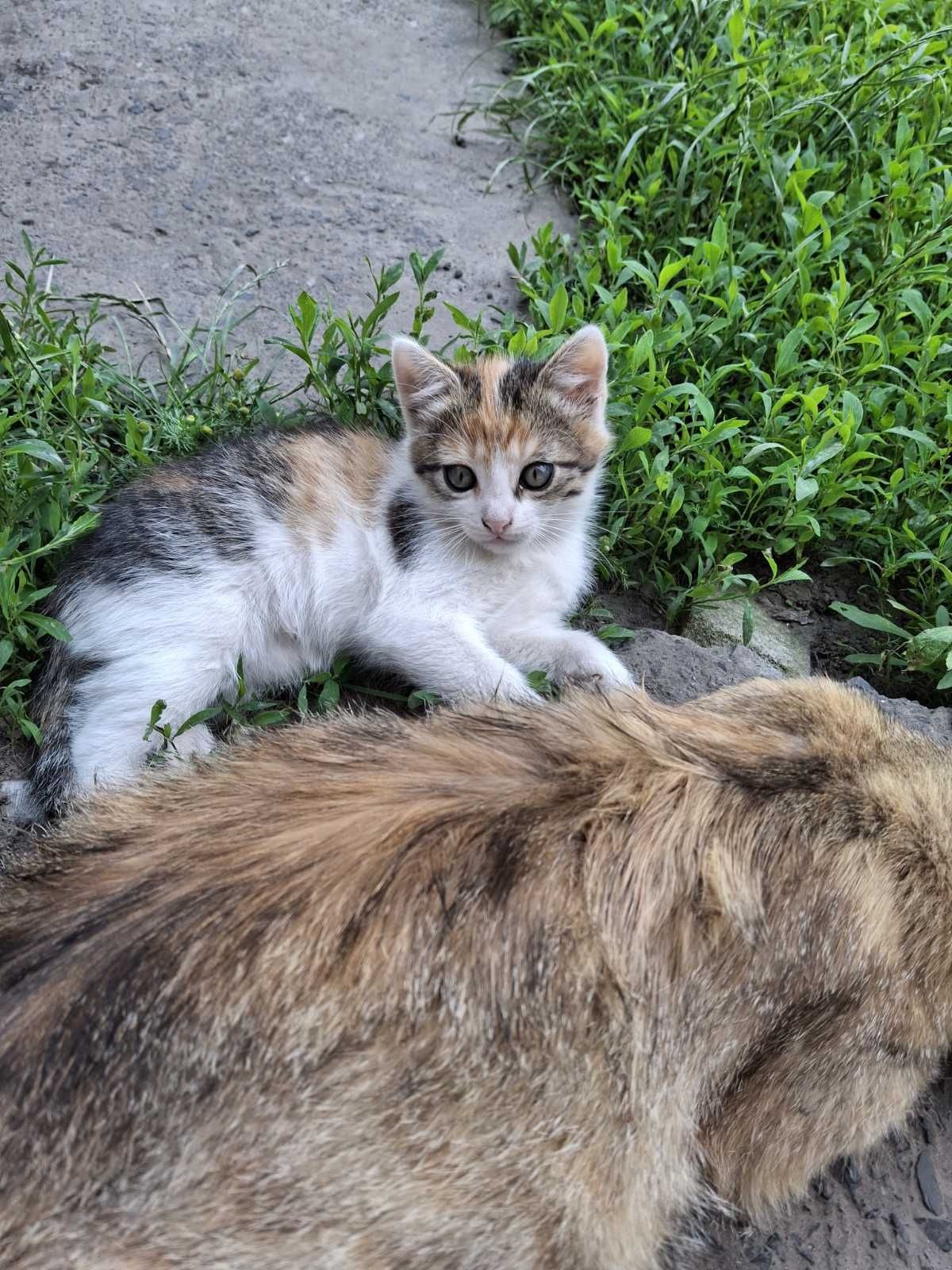 Вiддамо  чудове кошенятко.
