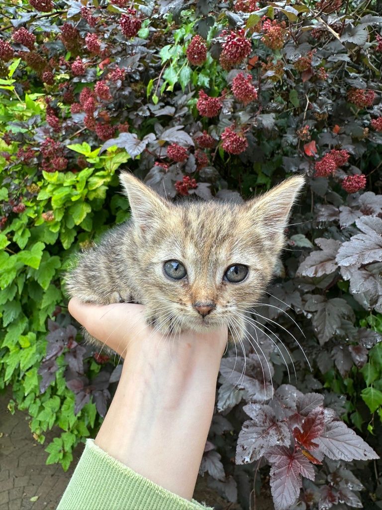 Kot, kocurek, kotek, kotki