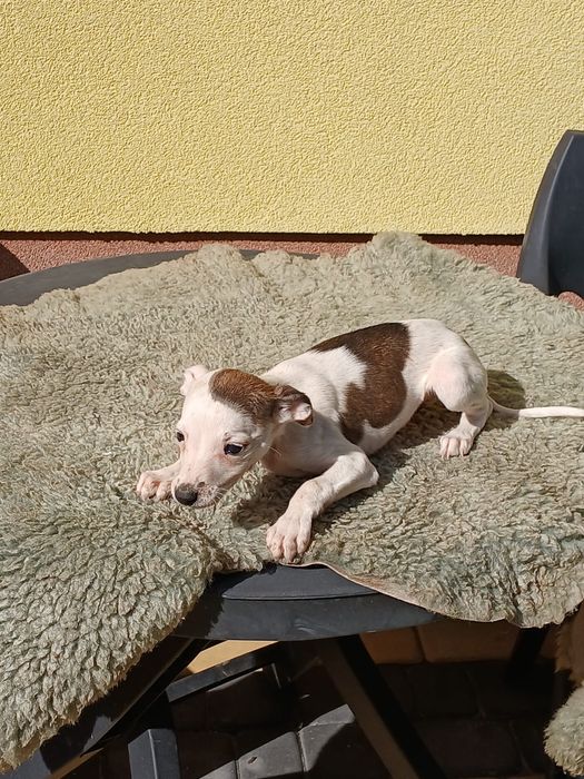 Chart Angielski Whippet śliczna suczka