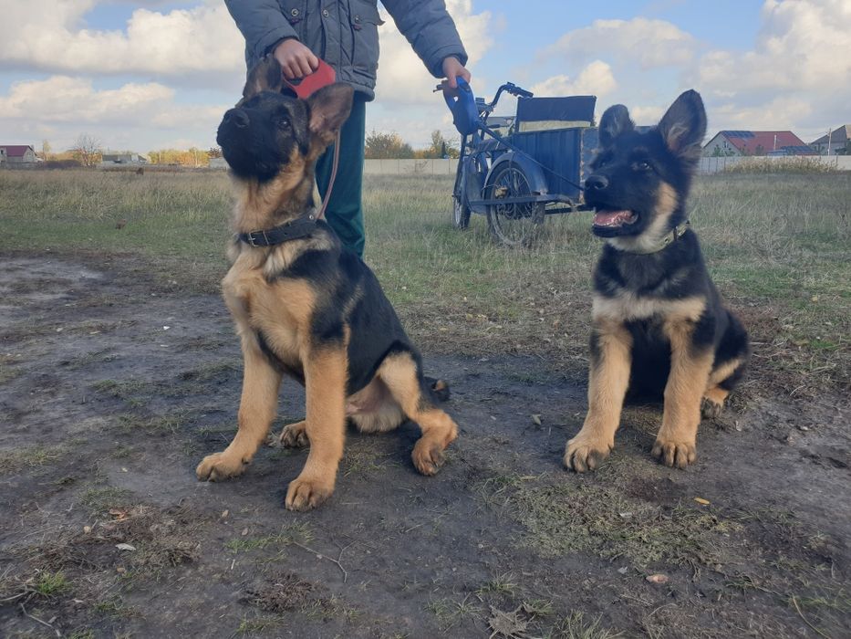 Подростки немецкой овчарки