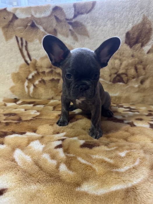 французький бульдог цуценята