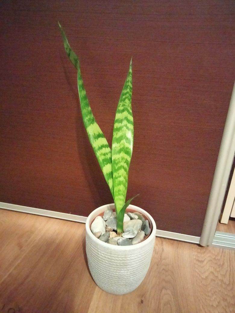 Kwiat sansevieria