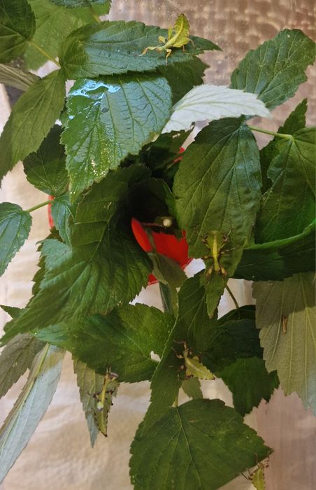 Liśćce Phyllium Toboloense L2 , L3