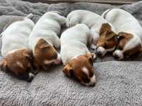 Jack Russell Terrier sunie od # AGA-JACK TERRIER # - (ZKwP)