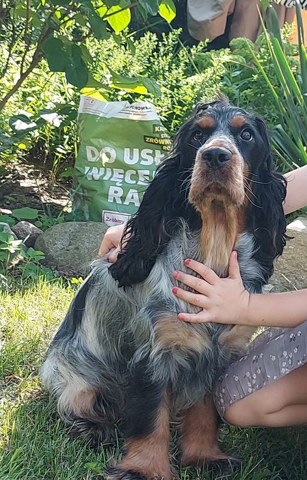 Piesek Cocker Spaniel Angielski