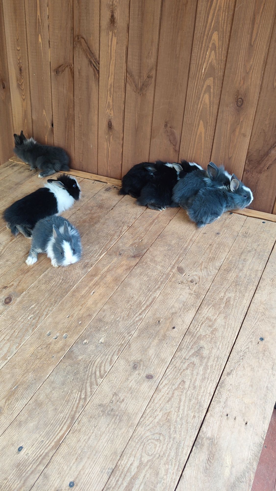 Królik króliki miniaturka miniaturki Teddy