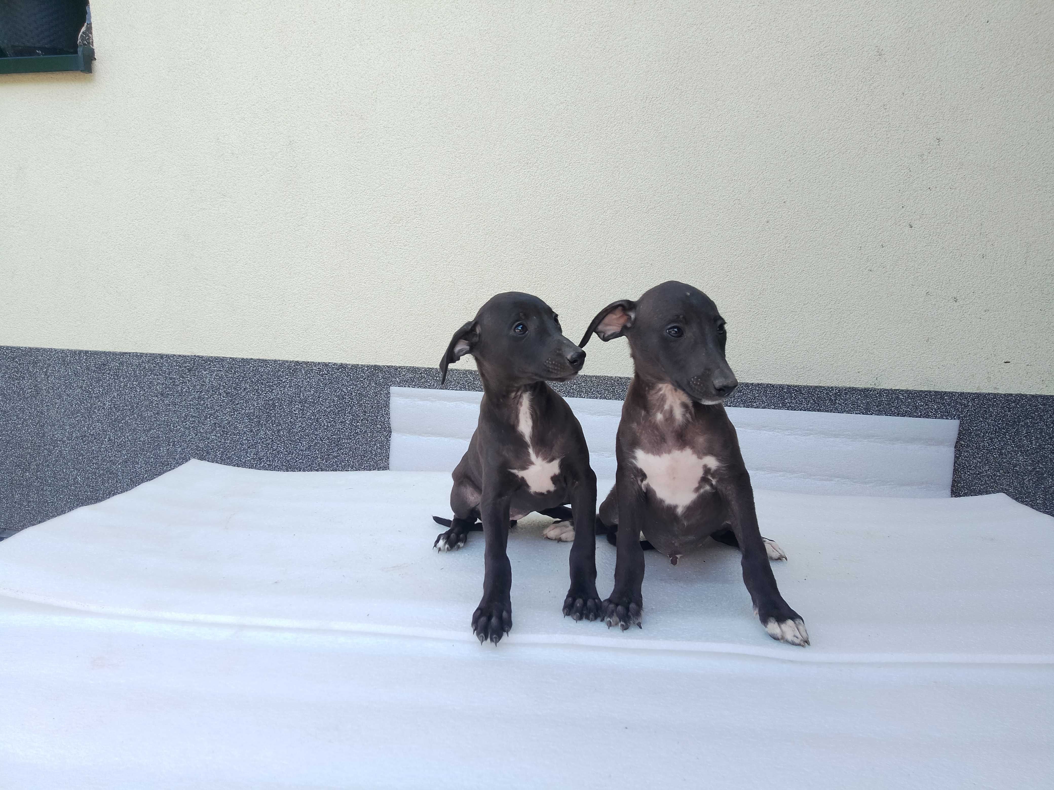 Chart Angielski Whippet