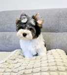 BIEWER 100% York piesek Yorki chłopak Biewer Yorkshire Terrier