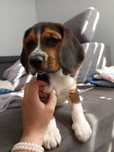 Szczeniak beagle