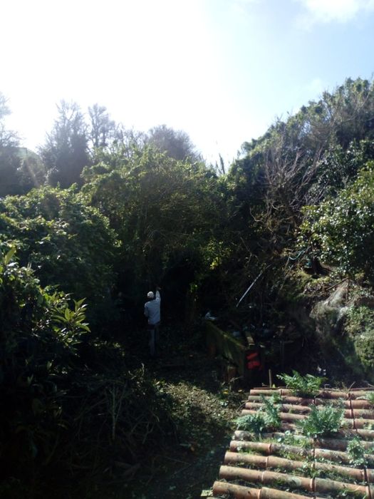 Limpeza de terrenos