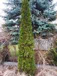Thuja tuja tuia smaragd szmaragd 300-360cm Warszawa sprzedam