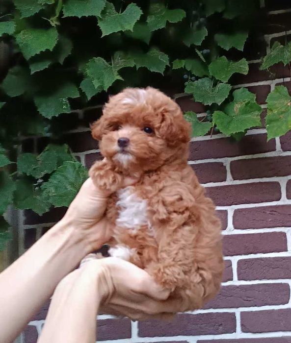 Найсолодша дизайн красунечка Помапу- товстушечка маленького розміра