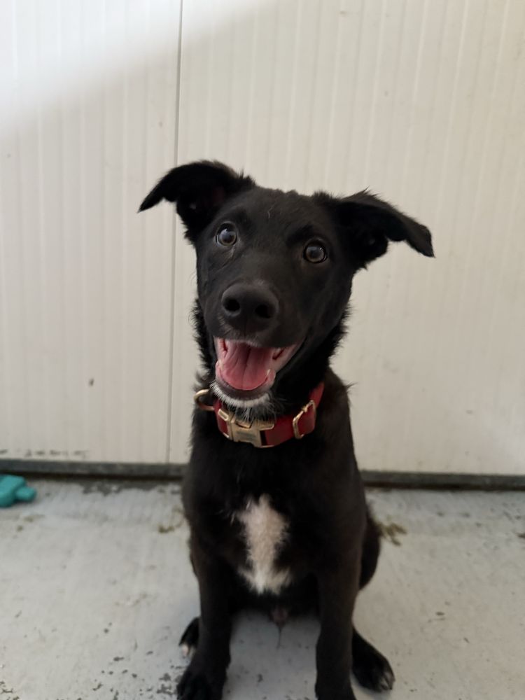 Cachorro 3 meses e meio