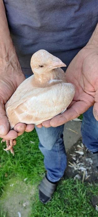 Sprzedam gołębie homery