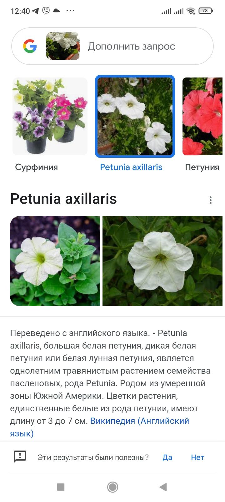 Продается Петунья Axillaris