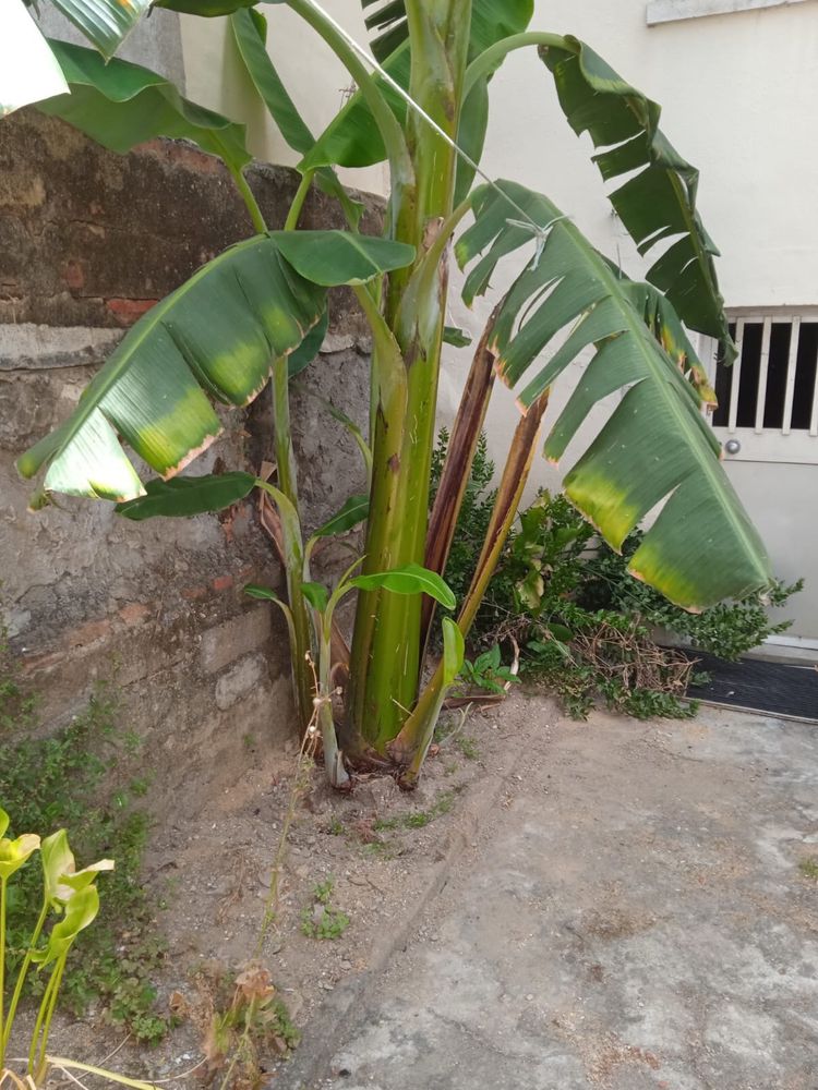 Mudas de bananeiras 1 metro e meio