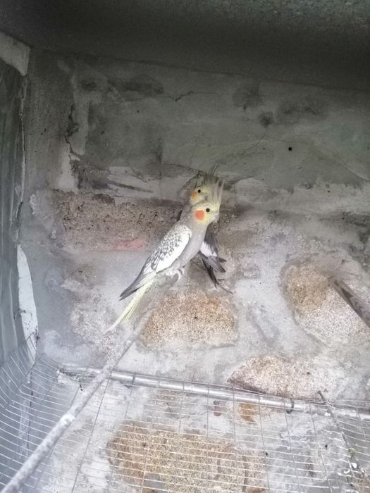 Casal caturras adultas