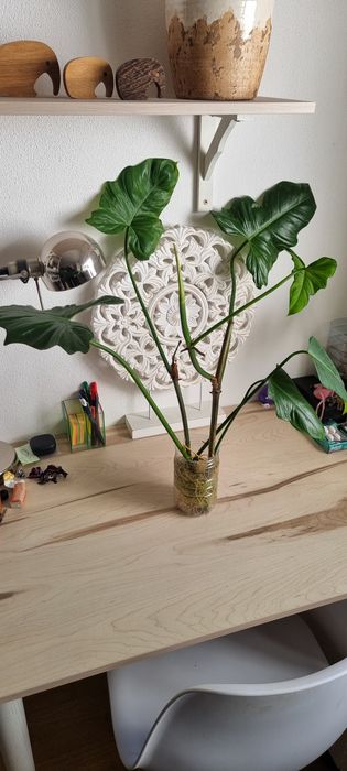 Philodendron Golden Dragon