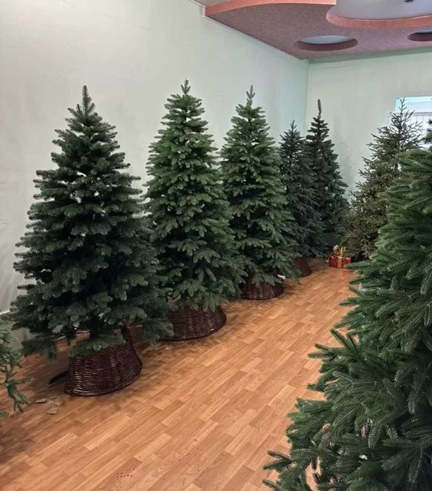 ‼️ Лита ялинка ковалівська, буковельска ПРЕМІУМ 1.5 / 1.8 / 2.1 / 2.5