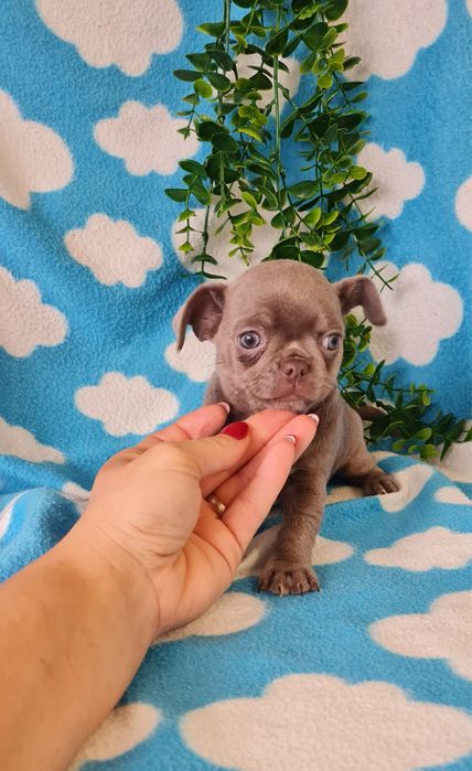 Estupenda mini Lilac de Qualidade. Linhagem Russa