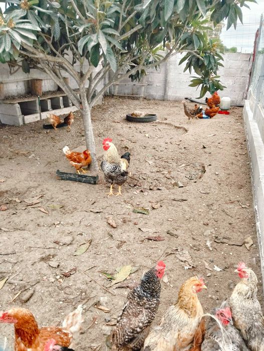 Ovos galados de poedeiras