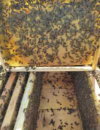 Бджолині пакети та цілі бджолині сім'ї 2024 продам