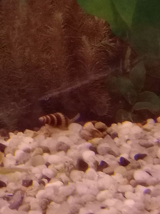 Ślimaki akwariowe -Helenki