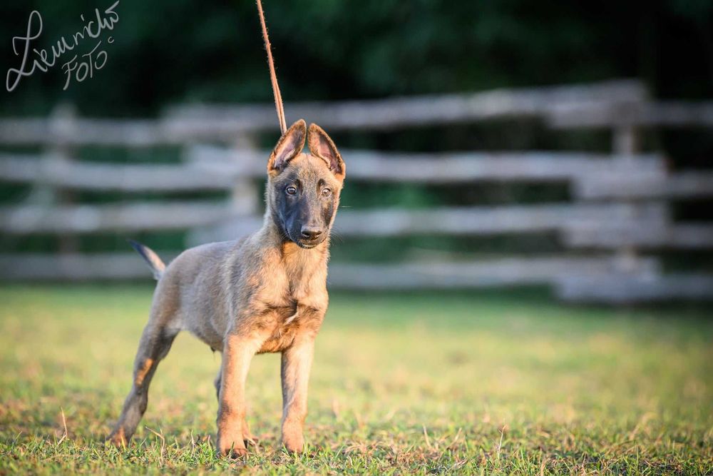 Owczarek Belgijski Malinois FCI Pies wstępnie zarezerwowany