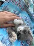 Неймовірне кошеня