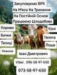 Телиця , корови ,коні  на м'яса та на тримання.