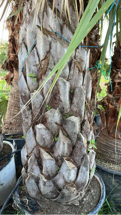 Palmeira Butia Capitata- Exemplares