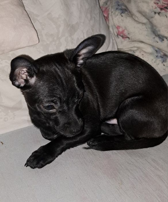 Продам чихуахуа мальчишку