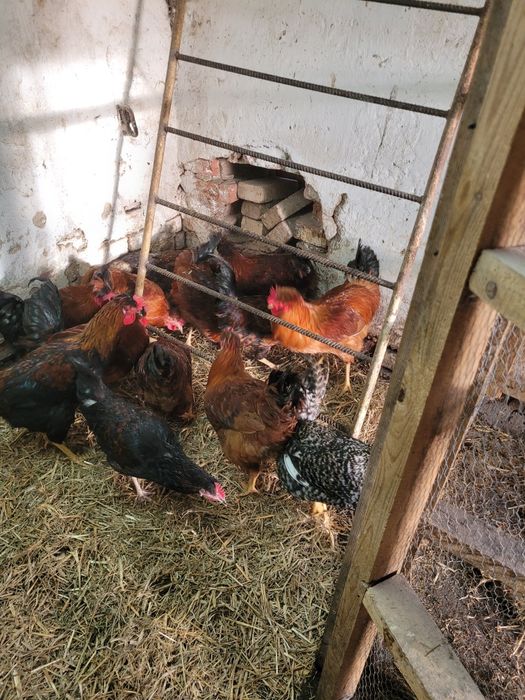 Młode koguty tegoroczne