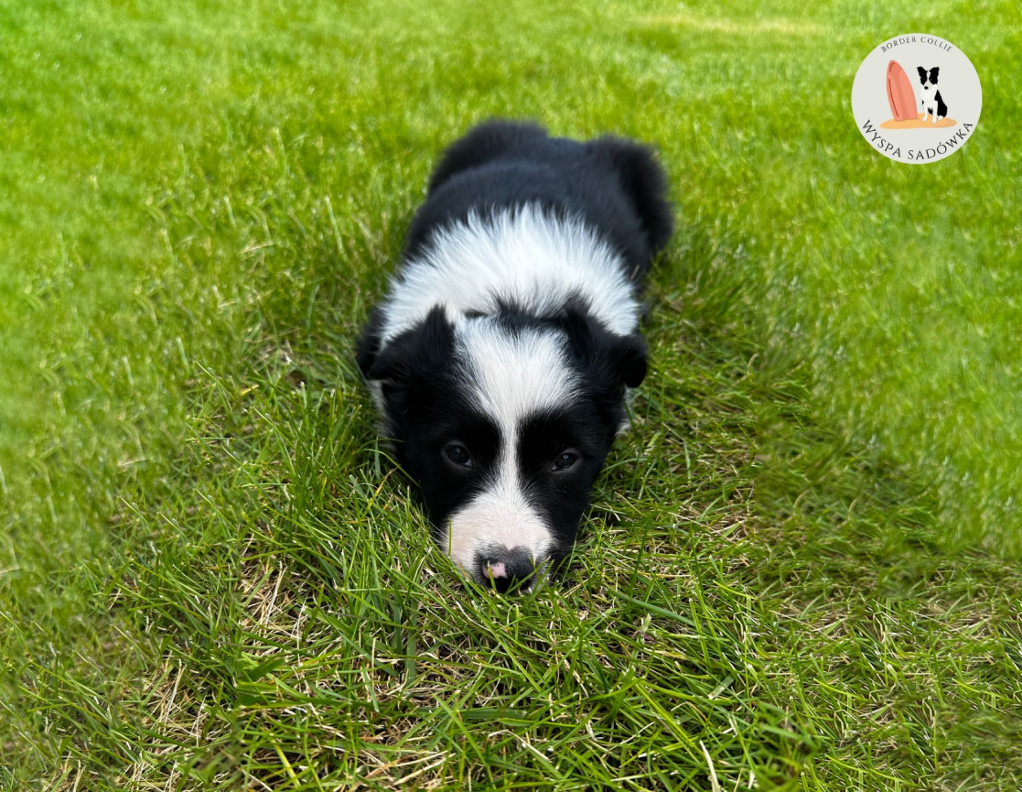 Suczka Border Collie czarno-biała z Rodowodem + bogata wyprawka