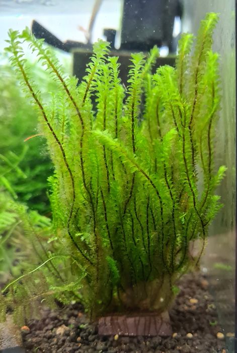 Distichophyllum sp. piękny mech do akwarium. Rarytas!