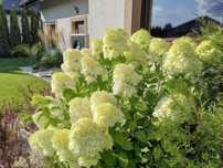 Hortensja limelight